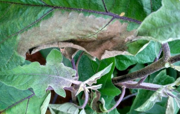 1660527686518302.jpg 76.jpg